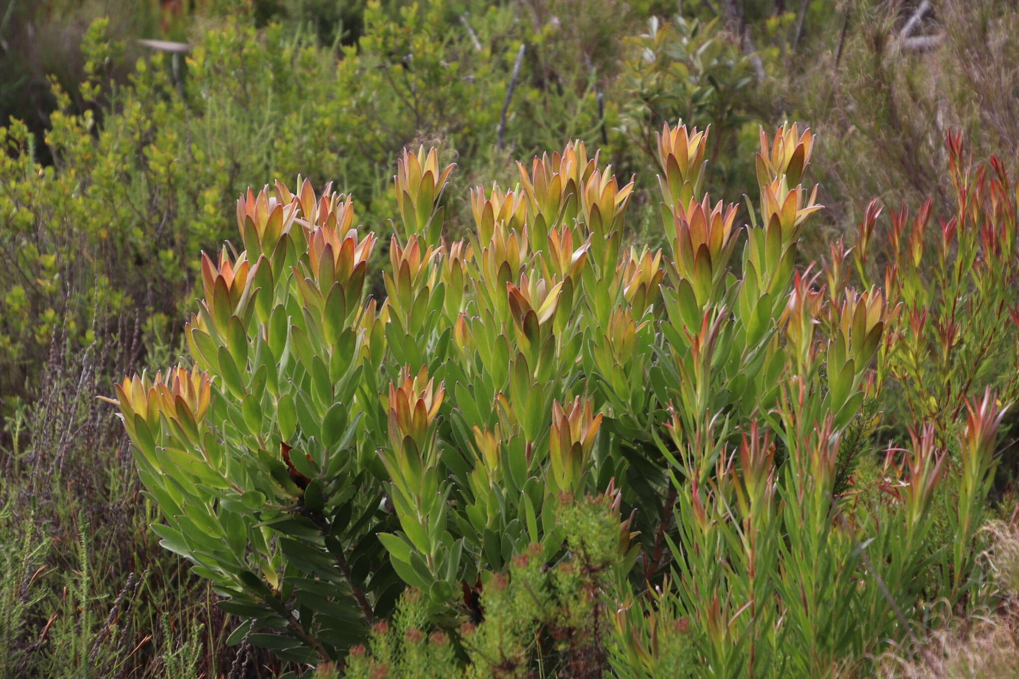 Image de Leucadendron laureolum (Lam.) Fourc.