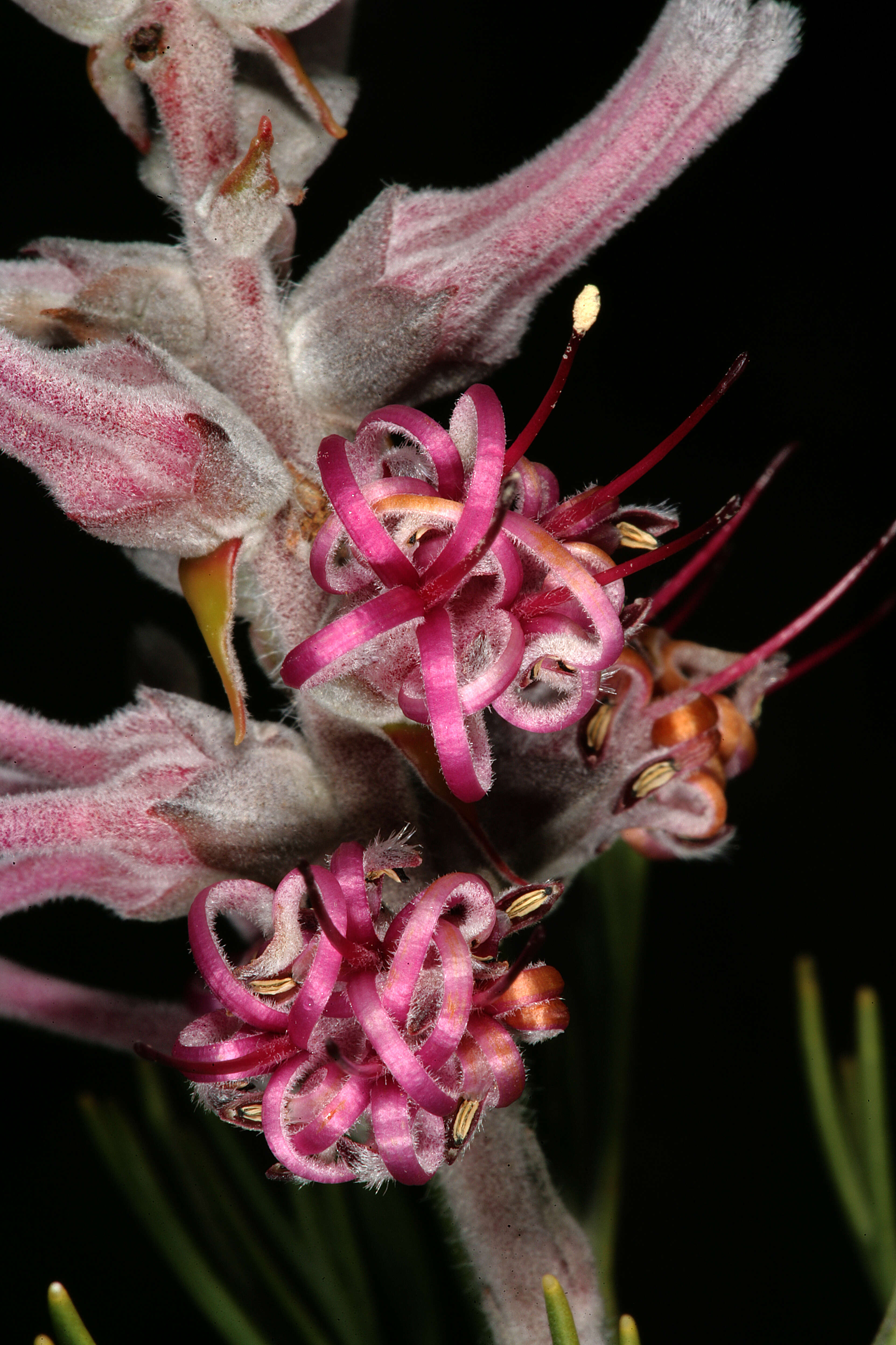 Image of Tree sceptre