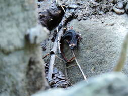 Image of Spectacled Salamander