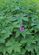 Image of Armenian crane's-bill