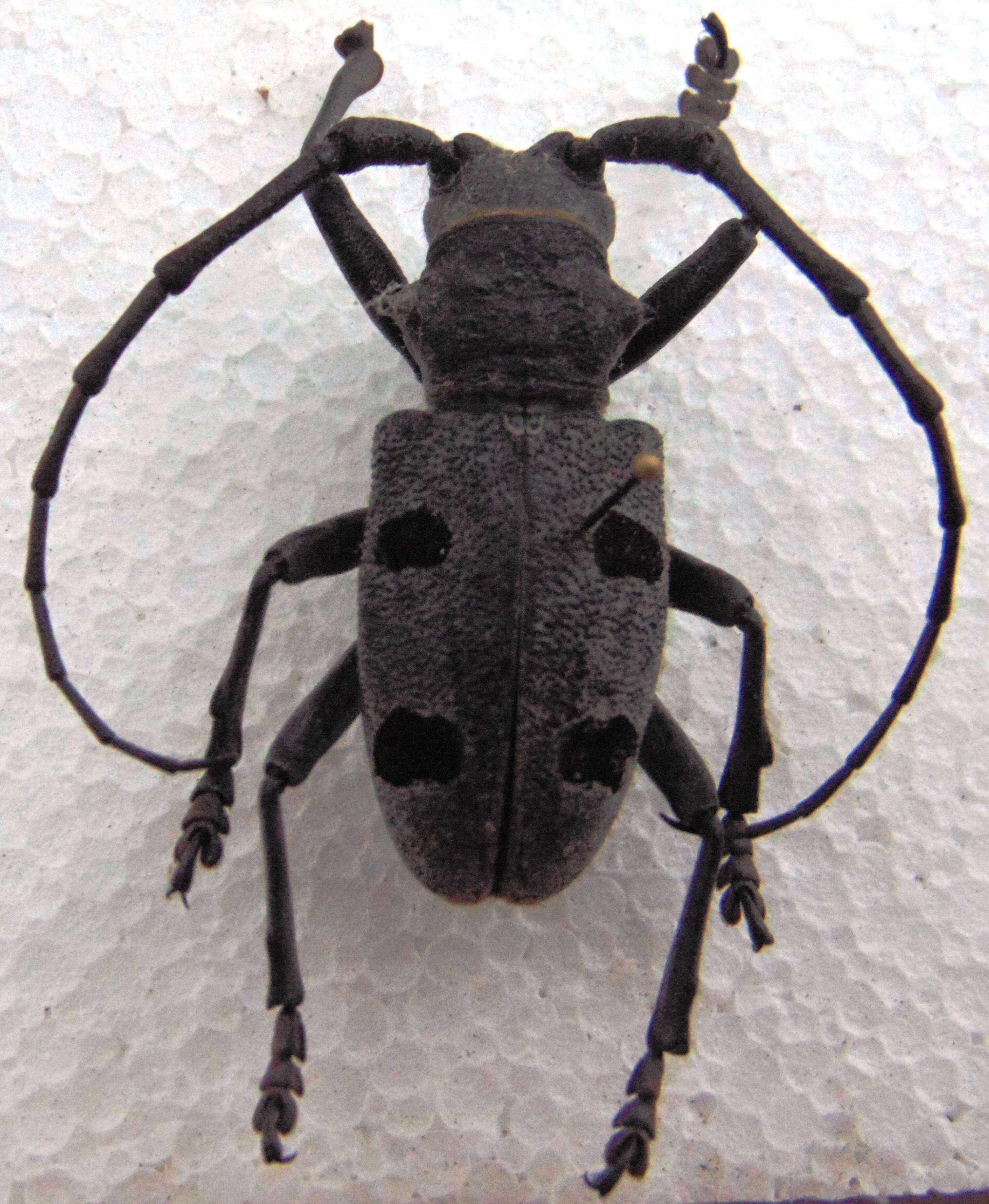 Image of Long-horned beetle