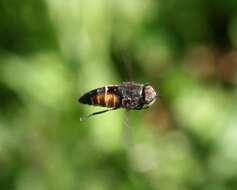 Image of horse and deer flies