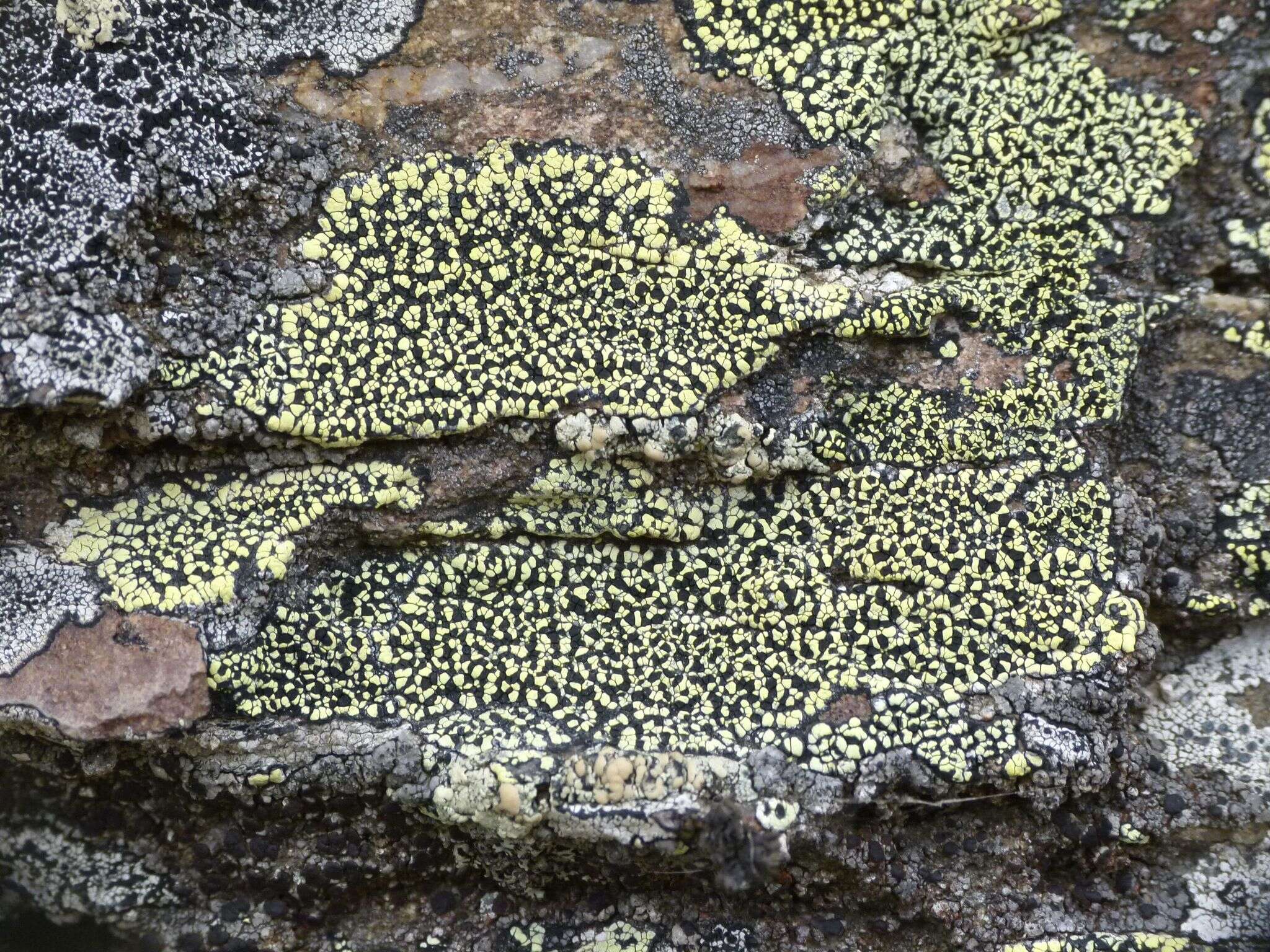 Image of Yellow map lichen;   World map lichen