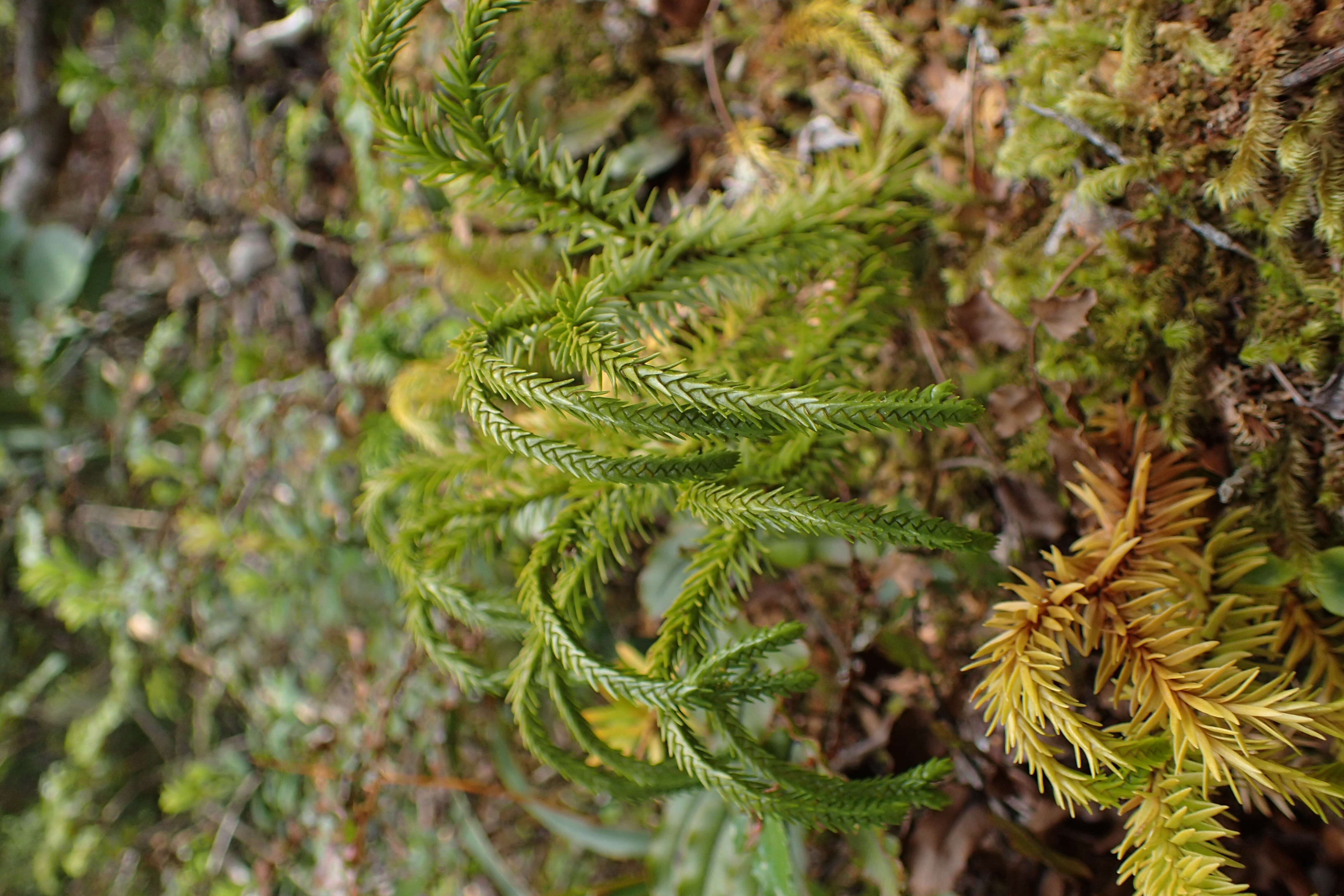 Image de Phlegmariurus varius (R. Br.) A. R. Field & Bostock