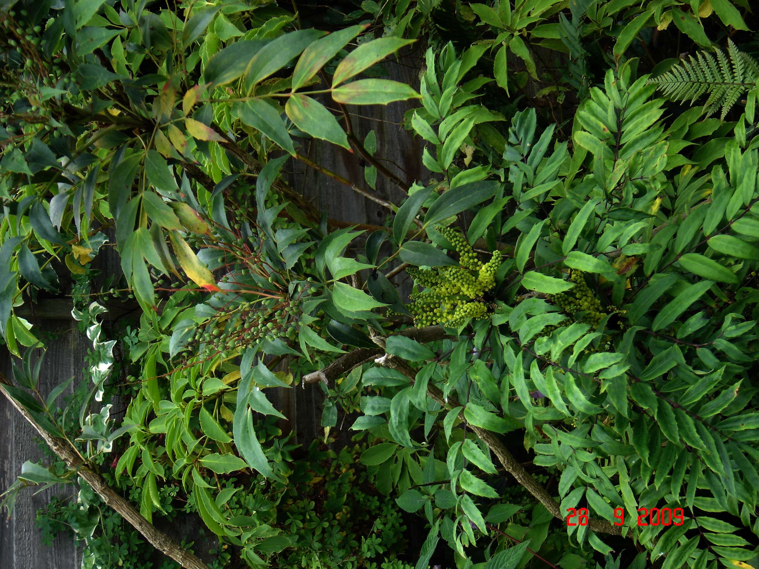 Image of Berberis fortunei Lindl.