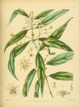 Image of Hortonia angustifolia (Thw.) Trim.