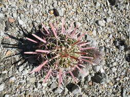 Image of Ferocactus latispinus (Haw.) Britton & Rose