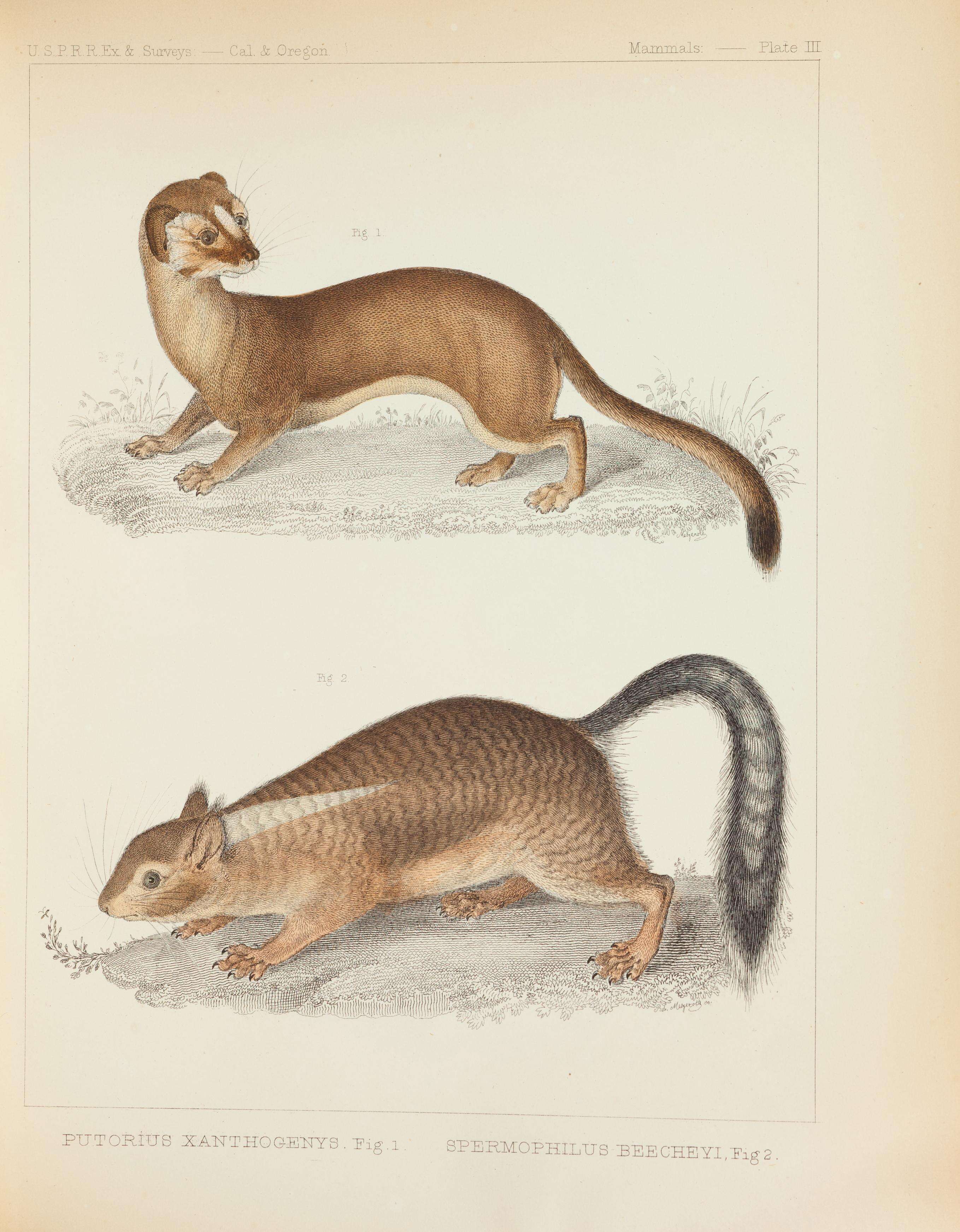 Plancia ëd Otospermophilus Brandt 1844