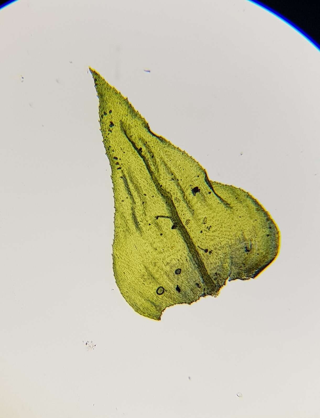 Image of common striated feather-moss