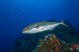 Image of Allied Kingfish