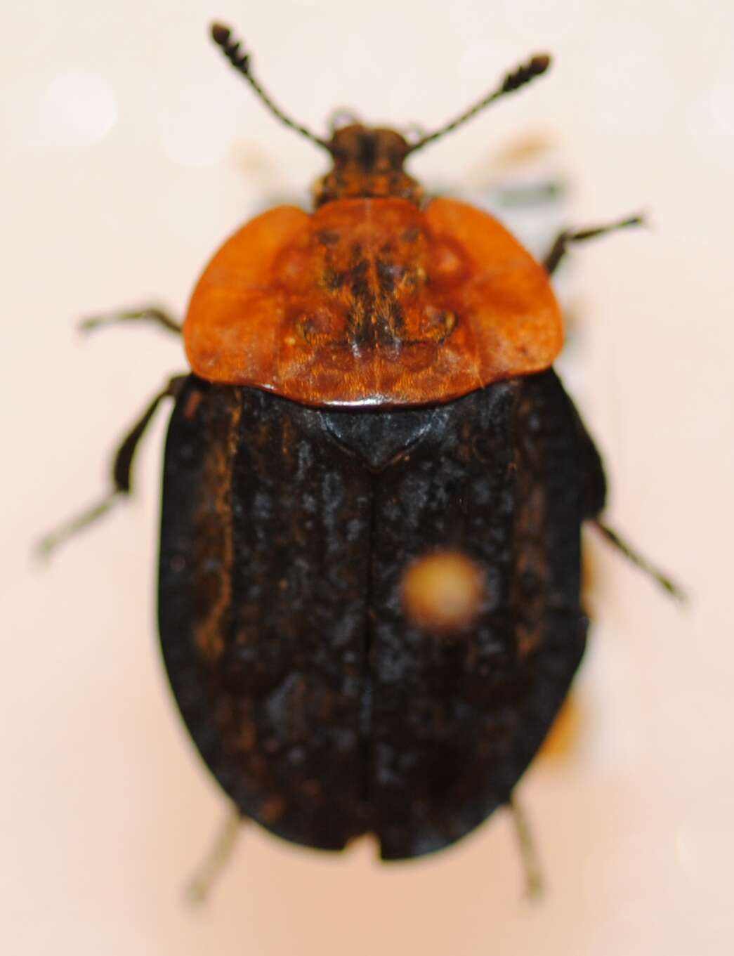 صورة Oiceoptoma thoracicum (Linnaeus 1758)