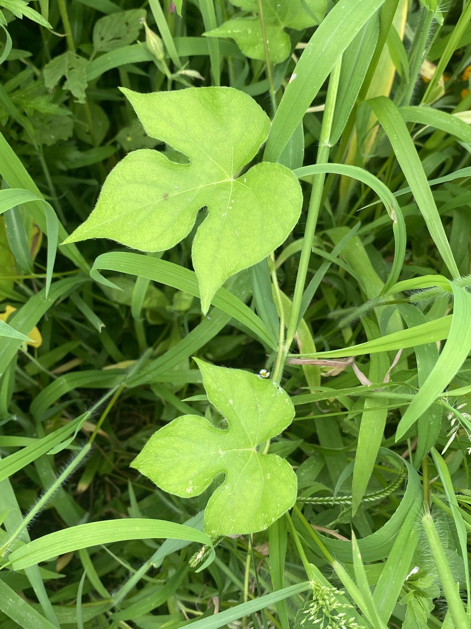 Image of Ivyleaf morning-glory