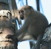 Image of Tana River Crested Mangabey