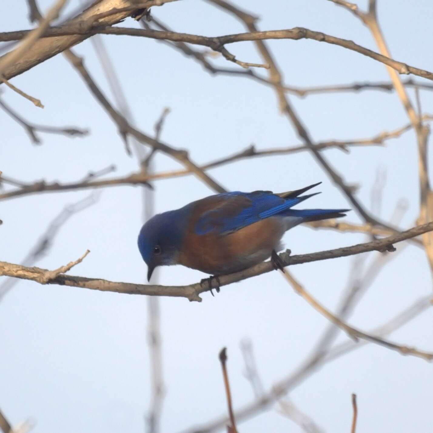 Image of Western Bluebird