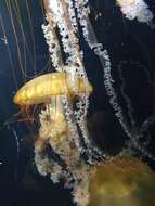 Image of Sea nettle