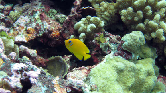 Image de Centropyge tout jaune