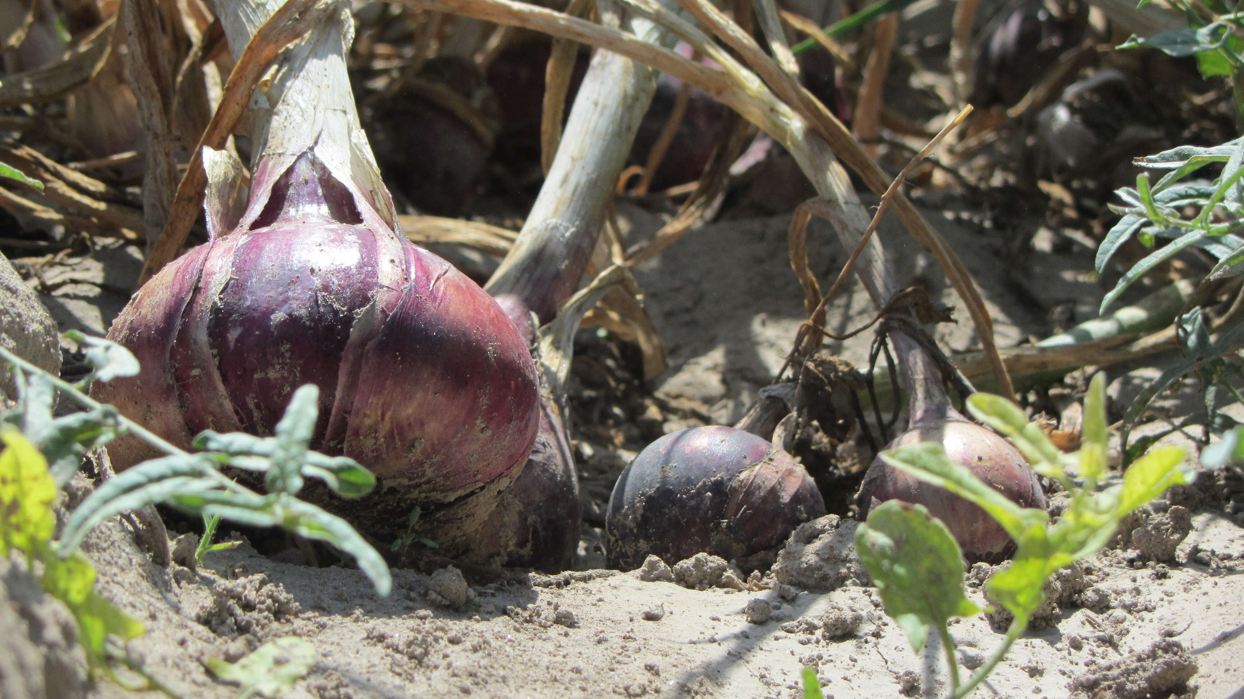 Image of garden onion