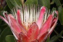 Image of Protea venusta Compton