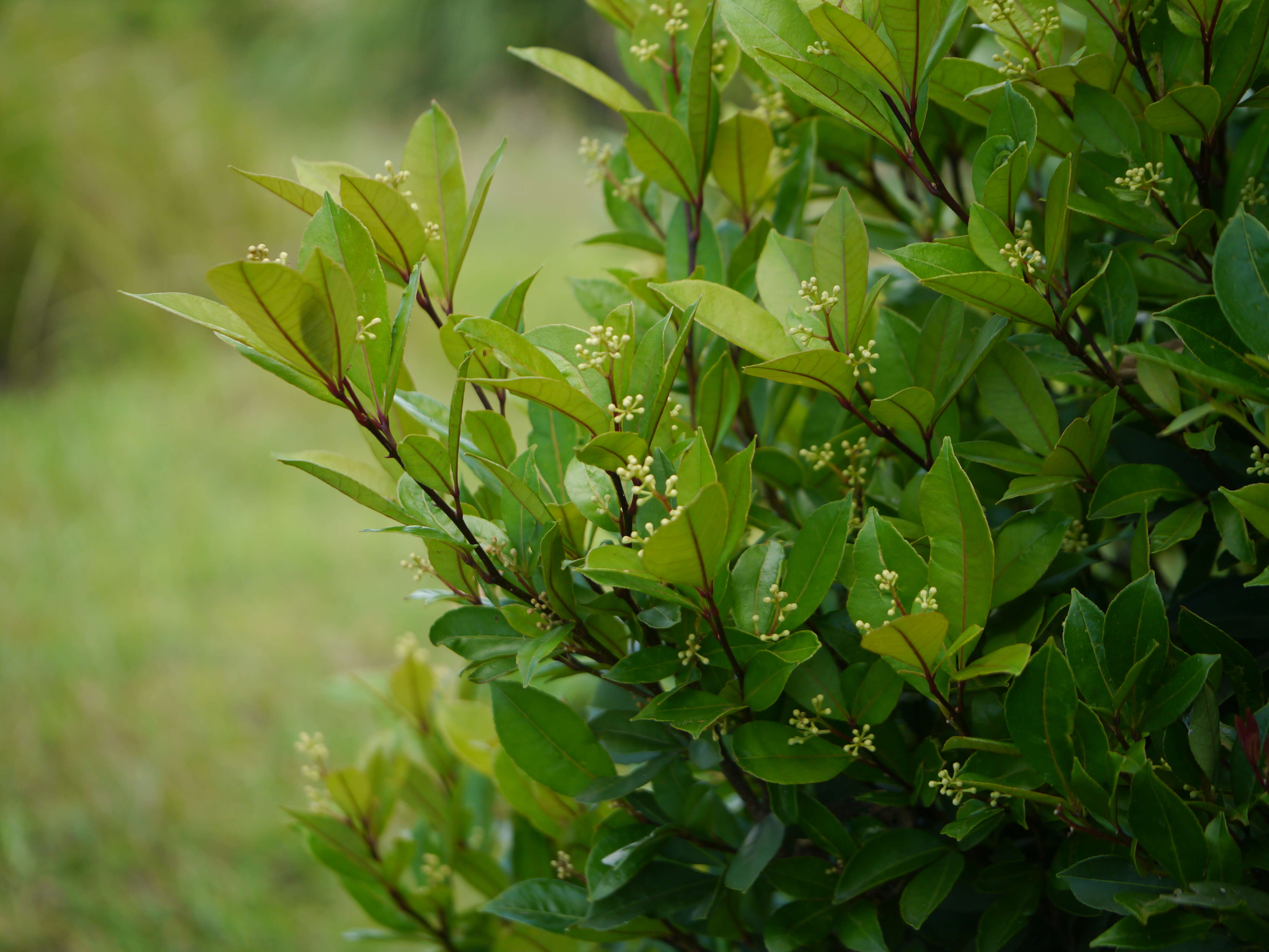 Image of Zanthoxylum ovalifolium Wight