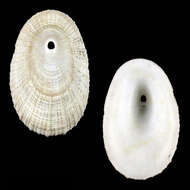 Image of Diodora namibiensis Poppe, Tagaro & Sarino 2011