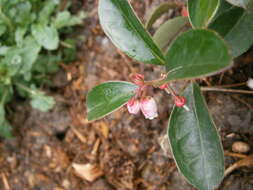 Image of eastern teaberry