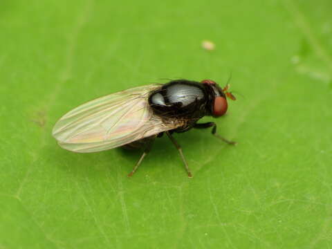 Image of lauxaniid flies