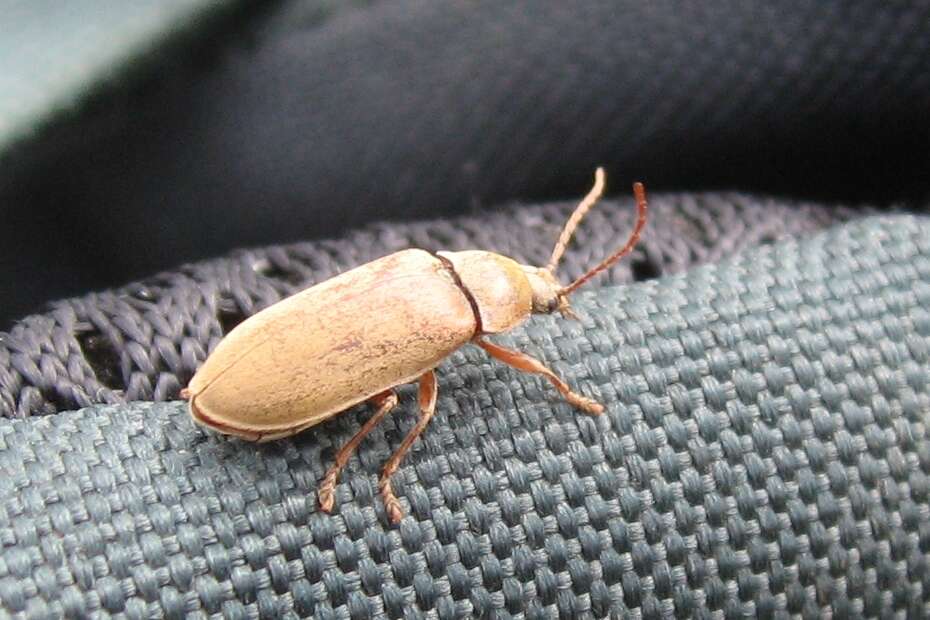 Image of Soft-bodied Plant and Cicada Parasite Beetles