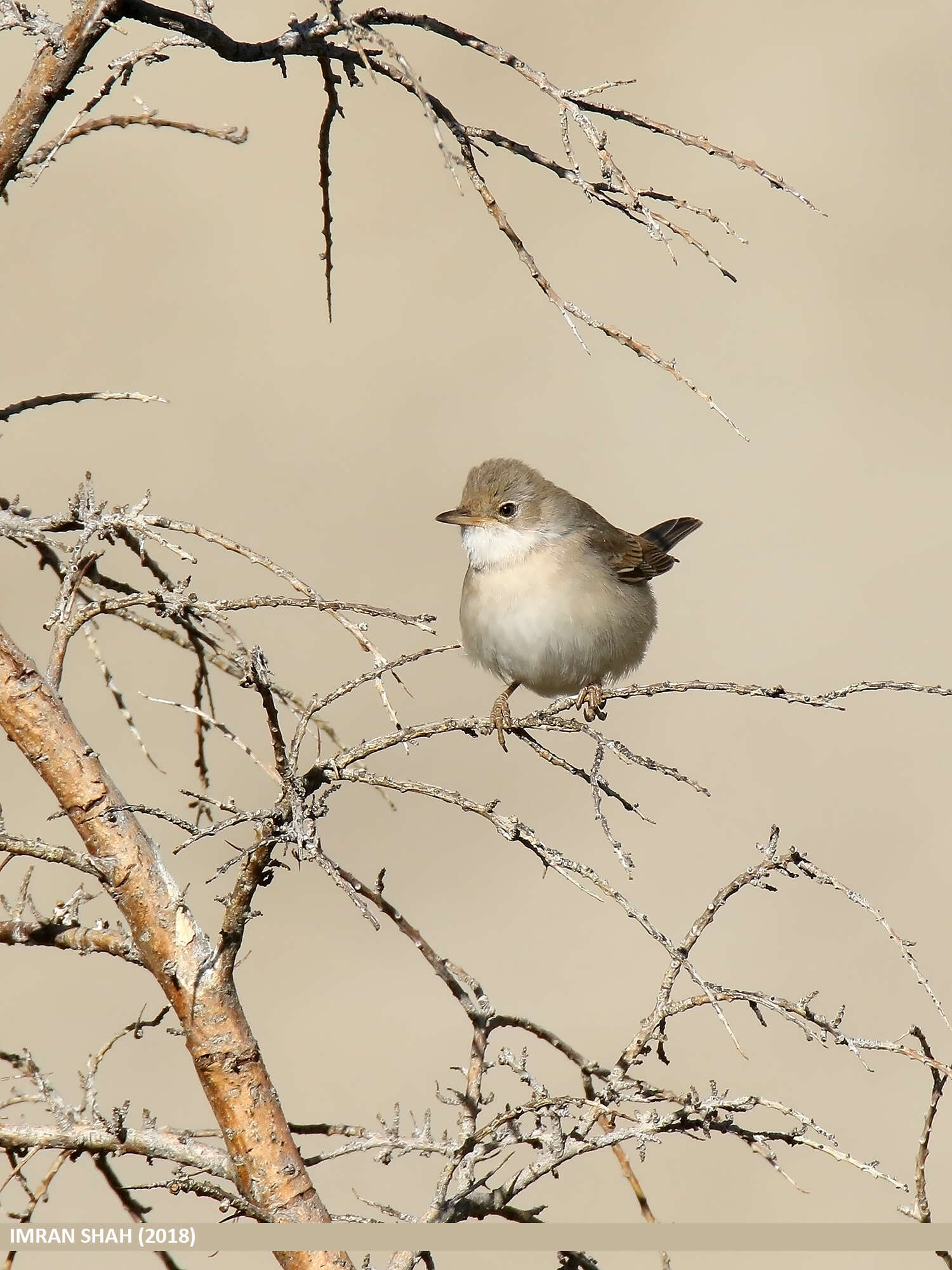 Image of Sylvia communis