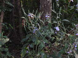 Image of Eranthemum roseum (Vahl) R. Br.