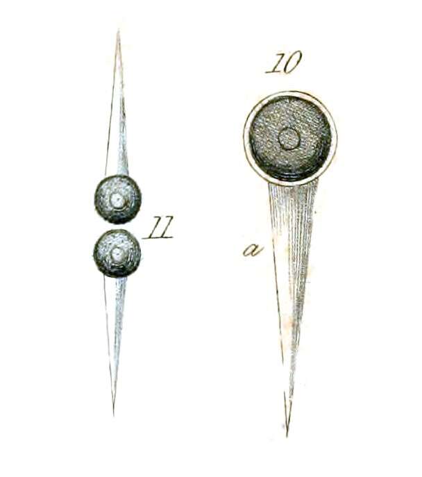 Image de Micractinium Fresinius 1858