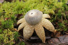 Image of False Earthstar