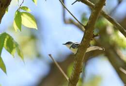 Image of Cerulean Warbler