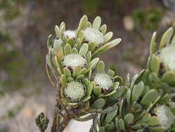 Image of Leucadendron singulare I. Williams