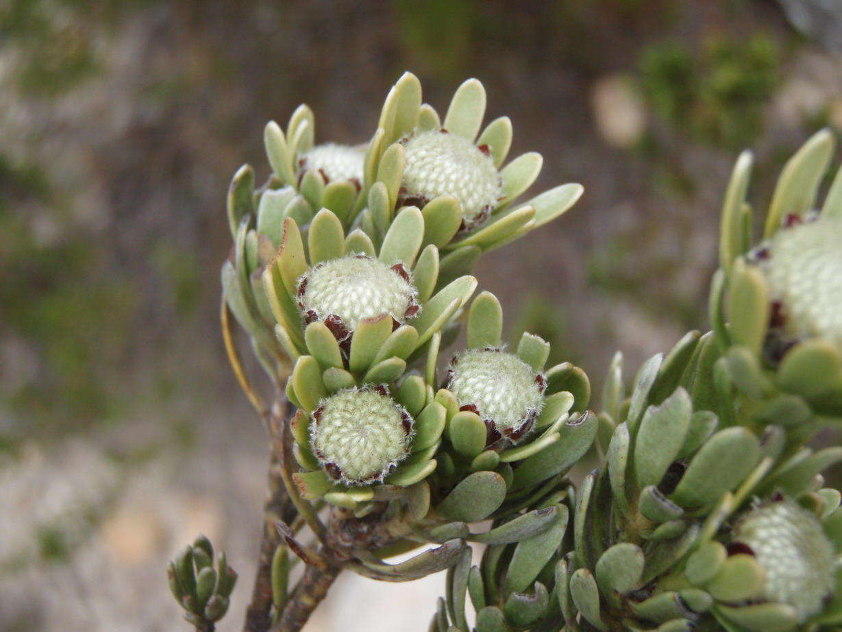 Image of Leucadendron singulare I. Williams