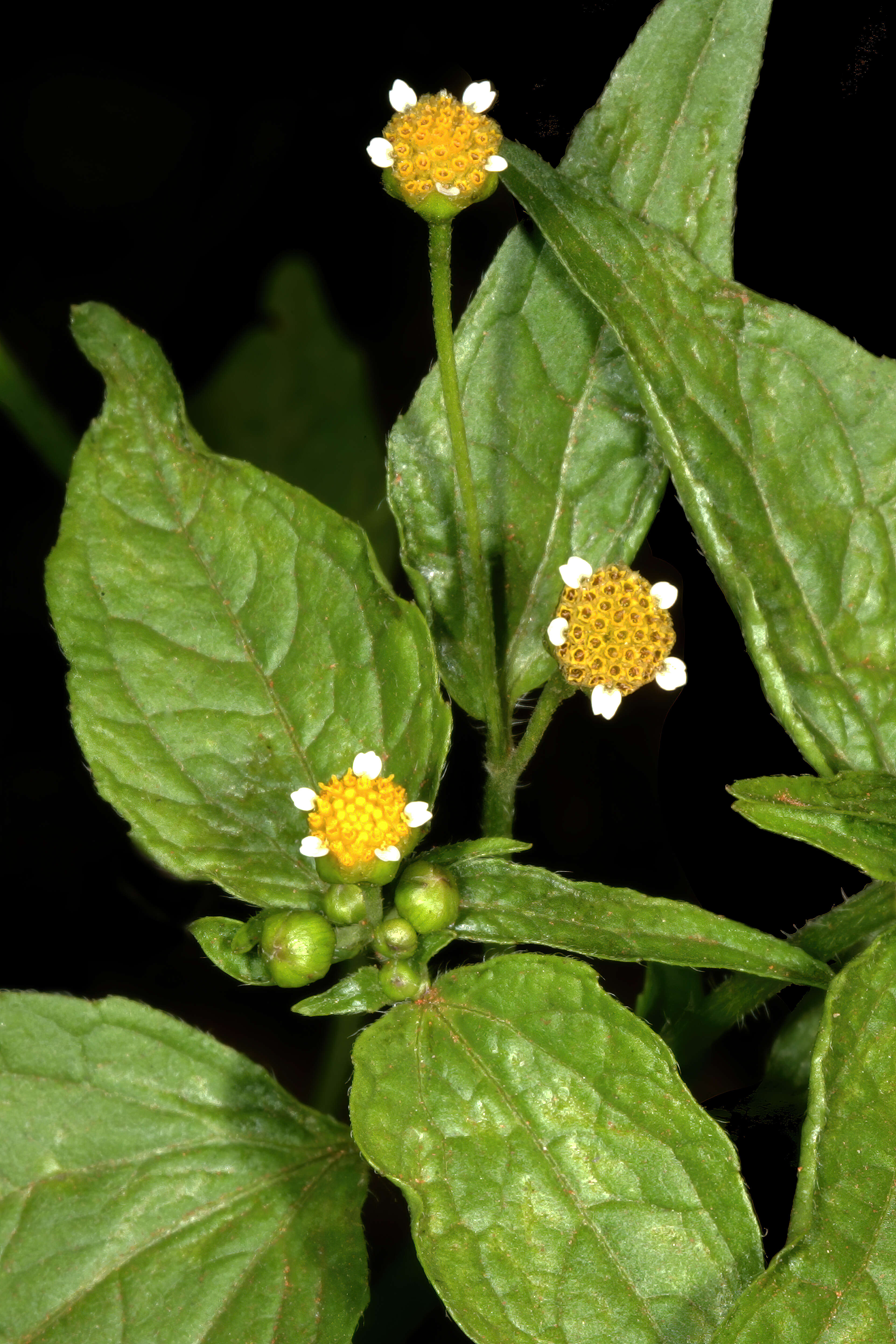 Galinsoga parviflora Cav. resmi