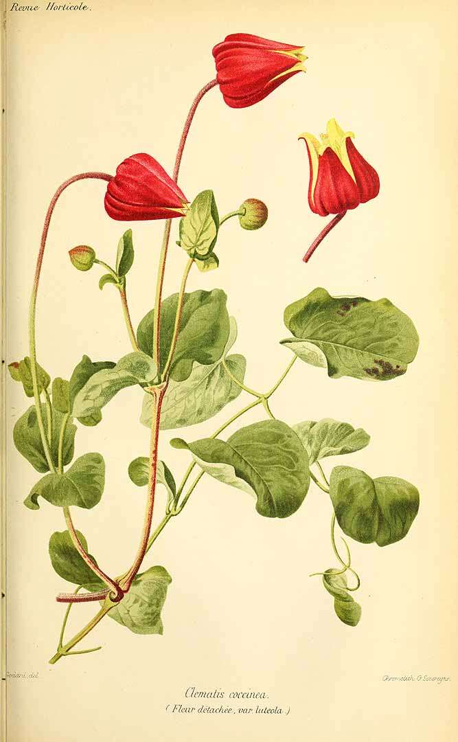 Image of scarlet leather flower