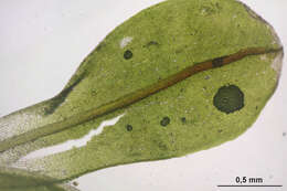 Image of Wideleaf Tortula Moss