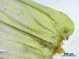 Image of tree climacium moss