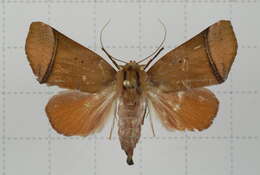 Image of Carea varipes Walker 1856