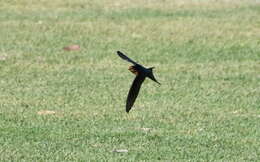 Imagem de Hirundo neoxena Gould 1842