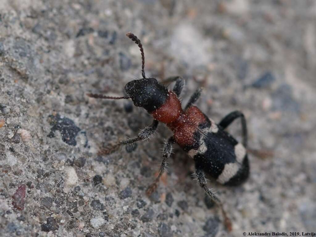 Image of Thanasimus formicarius