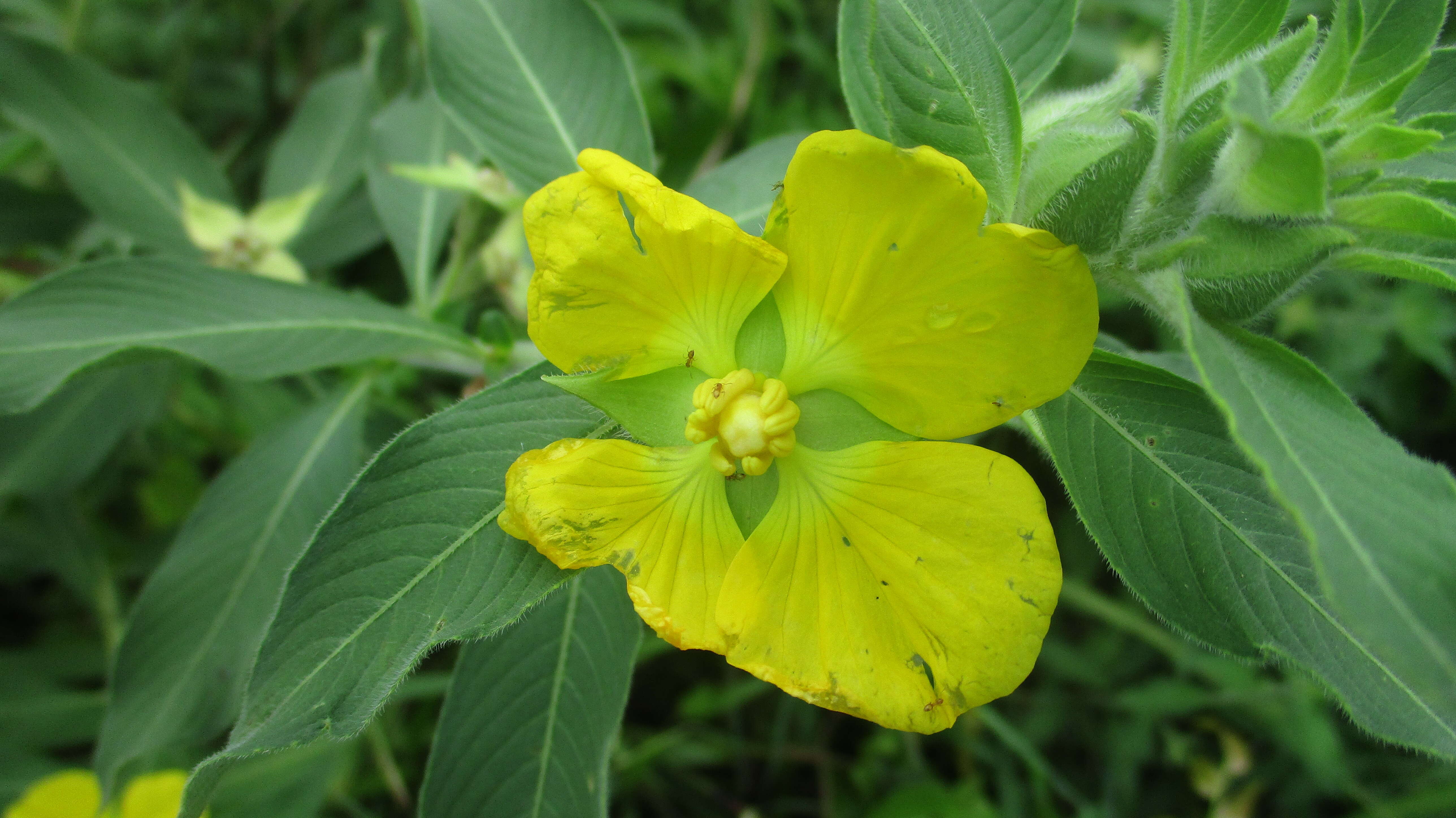 Image of Peruvian primrose-willow