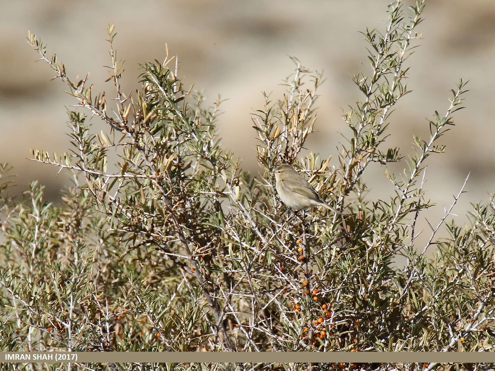 Image of Siberian Chiffchaff