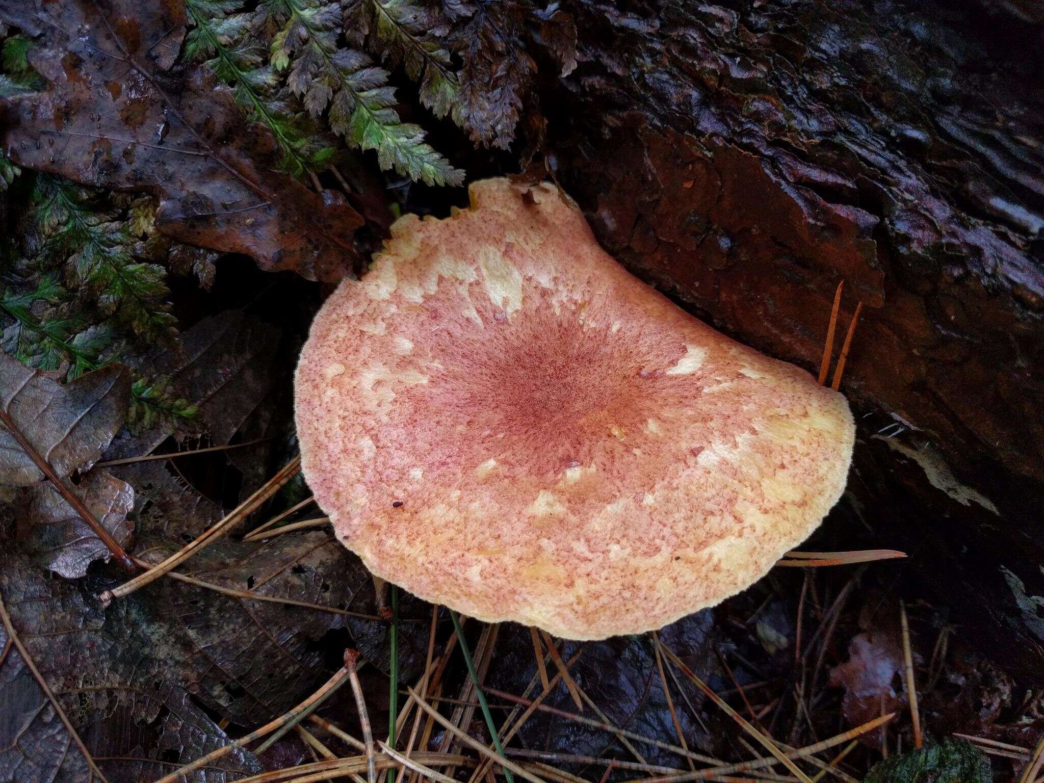 Image of Tricholomopsis rutilans (Schaeff.) Singer 1939