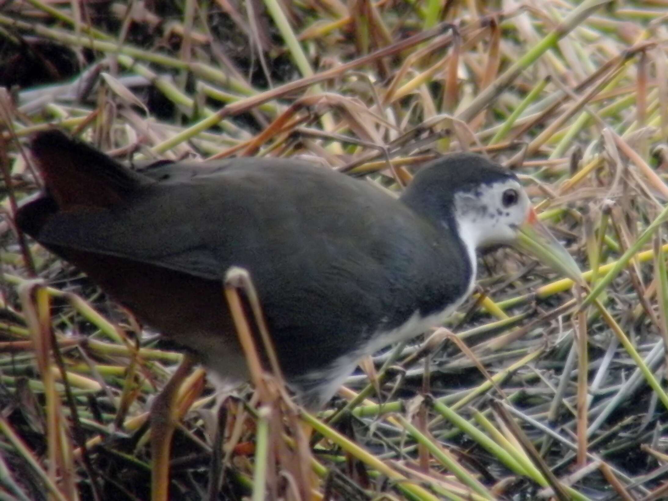 Image of White-breasted Waterhen