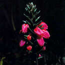Image of Gaultheria floribunda