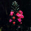 Image de Gaultheria floribunda