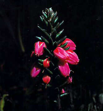 Image of Gaultheria floribunda