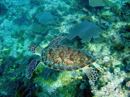 Image of Eretmochelys