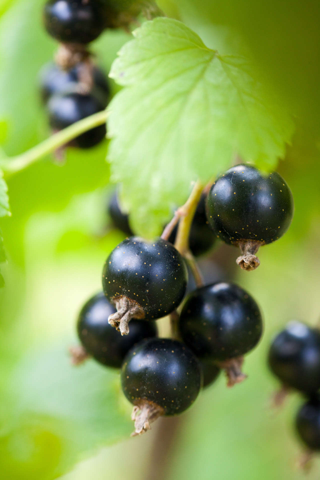 Image of Black Currant